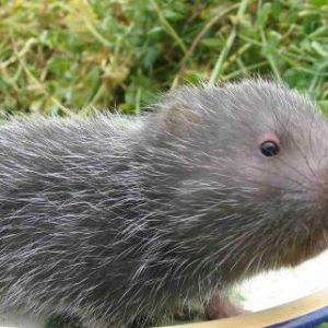 養(yǎng)殖竹鼠需要辦證嗎？養(yǎng)殖竹鼠都要辦什么證？