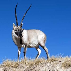 藏羚是否可以人工養(yǎng)殖？養(yǎng)殖藏羚羊需要辦理哪些資質？