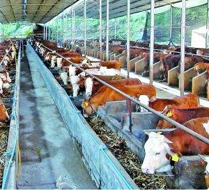 開辦養(yǎng)殖場(chǎng)需要什么資質(zhì)？國(guó)家有什么補(bǔ)貼？