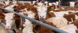 養(yǎng)殖肉牛、毛驢需要辦什么證？在哪里辦理？