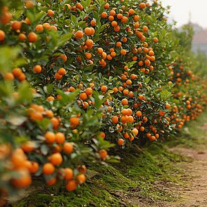 農(nóng)村自建果園政府有扶持嗎？