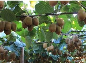 通過土地流轉(zhuǎn)做水果類種植政府有補(bǔ)貼和扶持嗎？