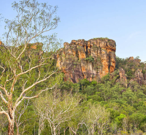 承包村里的荒地種樹是否可以辦理林權(quán)證？具體辦理流程是什么？