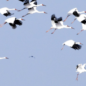 鎮(zhèn)賚縣各鄉(xiāng)鎮(zhèn)政府（街道辦事處）聯系電話