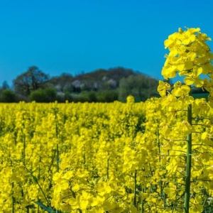 無為市嚴橋鎮(zhèn)綜合行政執(zhí)法大隊