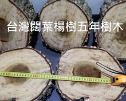 代征代扣稅款結(jié)報單(下載地址)