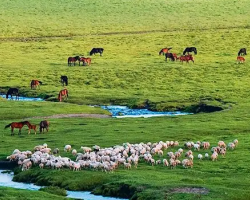 圍場(chǎng)滿族蒙古族自治縣農(nóng)業(yè)