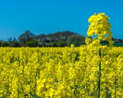 無為市嚴橋鎮(zhèn)人民政府